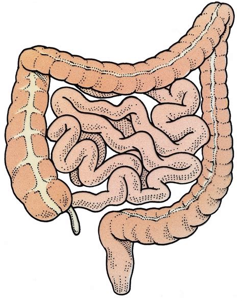 肠道分布图解,肠道分布图,肠道(第12页)_大山谷图库