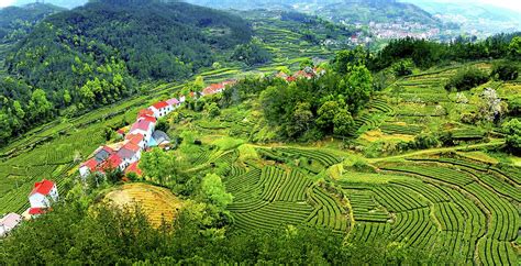 陕西安康:秦巴汉水间 百万亩茶园带来绿色“钱”景 - 西部网（陕西新闻网）