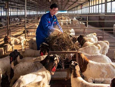 江西高安：生态养羊 助农增收-人民图片网