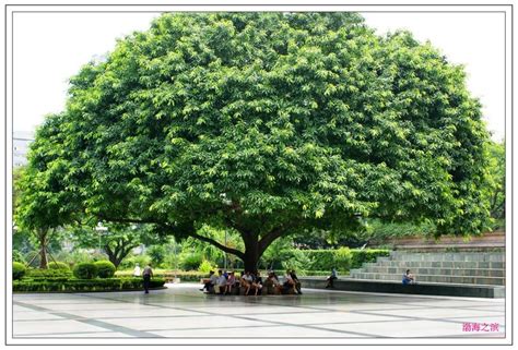 重庆市植物园,马蜂窝,游玩_大山谷图库