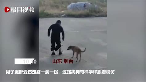 狗狗模仿男子一瘸一拐走路，业内：狗属高智商动物_腾讯视频