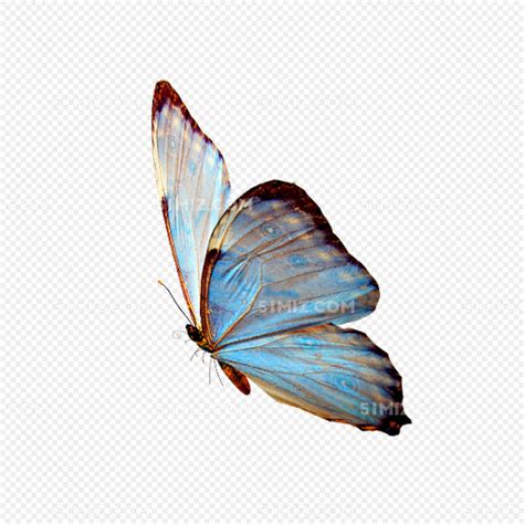 唯美蝴蝶图片素材免费下载 - 觅知网