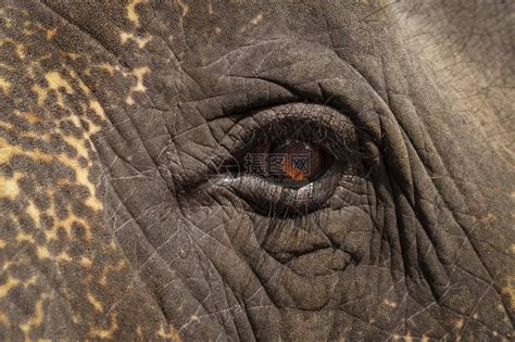 一头大象的悲伤表情特写高清图片下载-正版图片505543035-摄图网