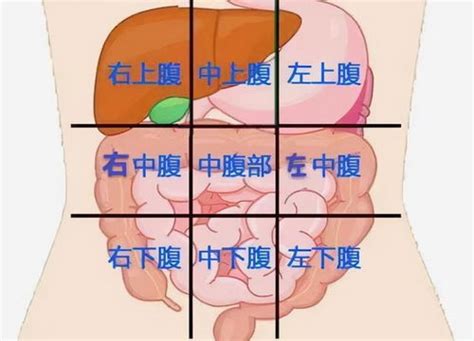 上腹部位置图图片