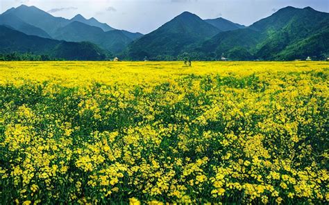 2023...神山，漫山遍野的高原小花草，将绿色大草原点缀的色彩绚丽，再加上丹霞地貌，简直就是一幅瑰丽的油画_卓尔山-评论-去哪儿攻略