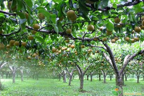 种植梨树一年需要打几次农药？ - 农业种植网
