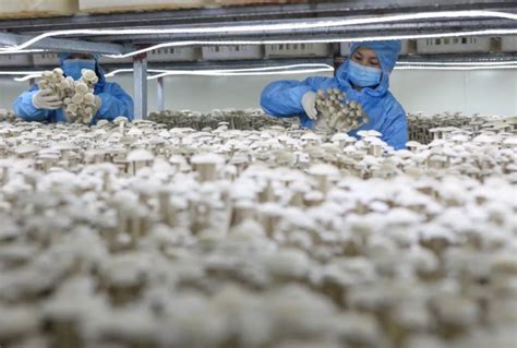 食用菌工厂化创新之路 - 贵州省贵福菌业发展有限公司