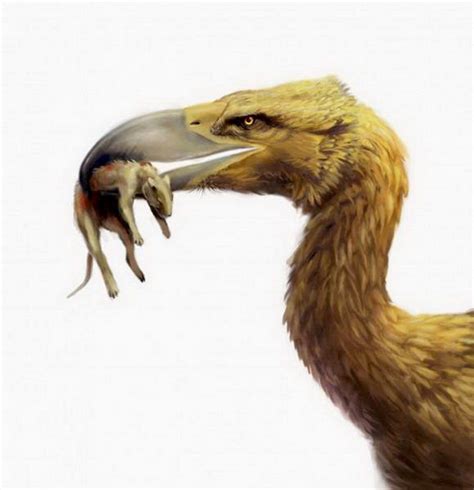 史上最大的老鹰，专吃恐鸟的哈斯特鹰！