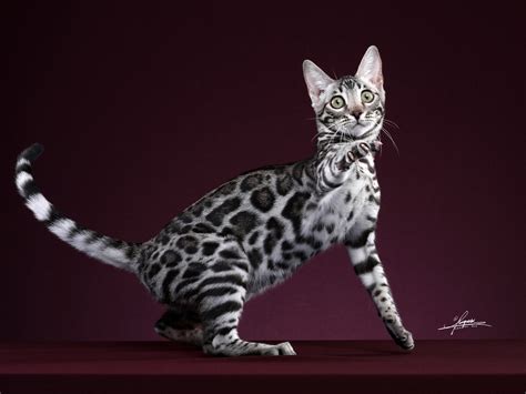 孟加拉豹猫_AMYWORKS赛猫摄影-站酷ZCOOL
