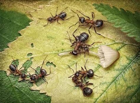 Andrey Pavlov微距摄影：蚂蚁王国(3) - 设计之家