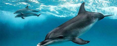 从栖息地迁入海洋馆，濒危江豚保护的探索与争议|长江|科研_新浪新闻