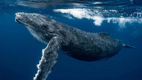 世界上10种最大的鲸鱼排名，70多头虎鲸活活吞食蓝鲸，可见蓝鲸多么强大