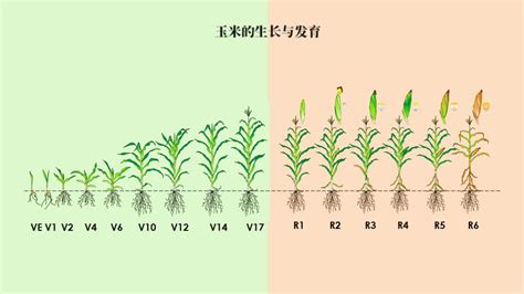 种子发芽过程图片免费下载_PNG素材_编号vo9io6o8v_图精灵