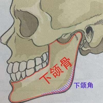 下颚在哪个位置图图片 下颚在哪个位置图图片