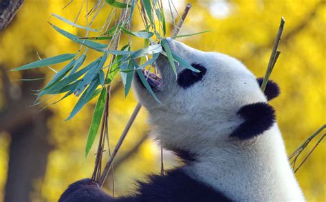 吃竹子的熊猫png下载-包图网