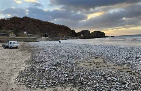 北海道沙丁鱼集体死亡 数千吨尸体布满沿岸 - 国际日报