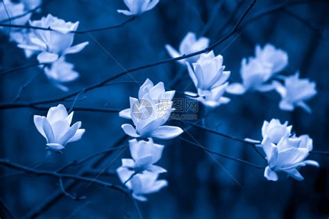 月光花Ipomoea alba-花卉图片网