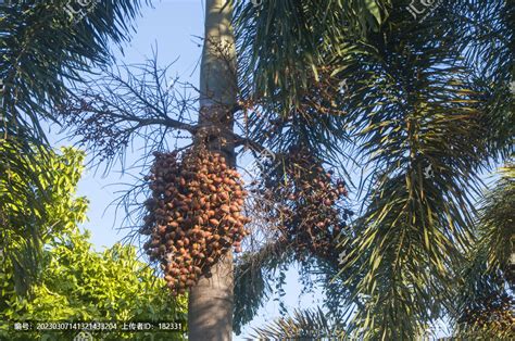 挺拔的大王椰子树,其它植物,植物花草,摄影,汇图网www.huitu.com