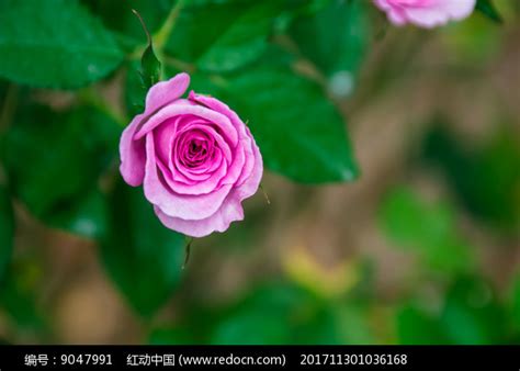 10款紫色玫瑰品种介绍，每一种都是优雅的典范！ - 知乎