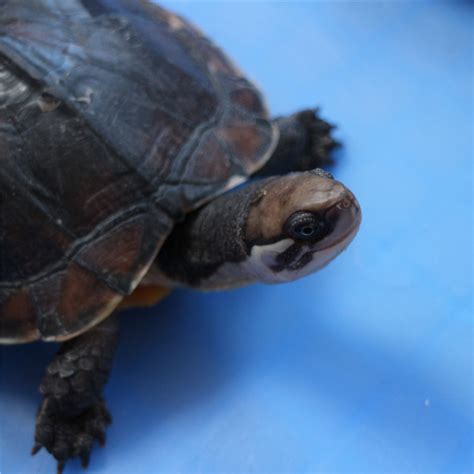 草龟和石龟有什么不同，附养殖乌龟的注意事项 - 农敢网