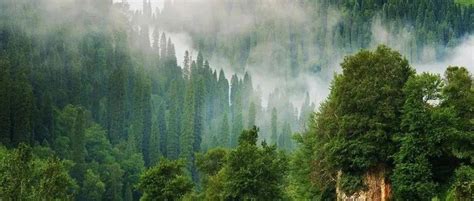 中国最美的十大森林！ _开始网