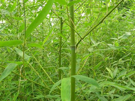 种植哪种竹子经济价值更高-常见问题-长景园林网