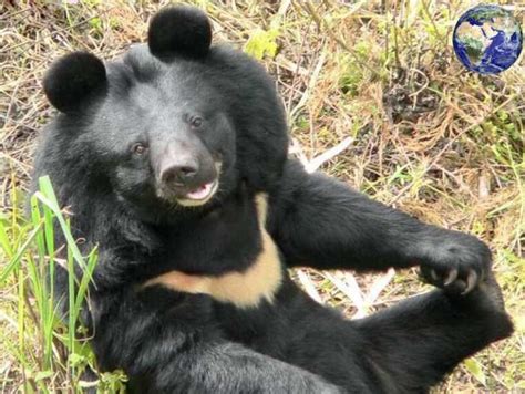 世界十大最凶猛的动物：黑熊上榜，它是森林之王_动物之最_第一排行榜