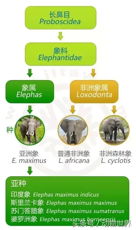 大象科普小知识 | 生活百科