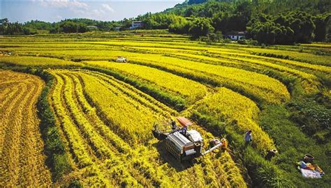 重庆健全农业社会化服务体系 引领小农户跟上现代化_重庆频道_凤凰网