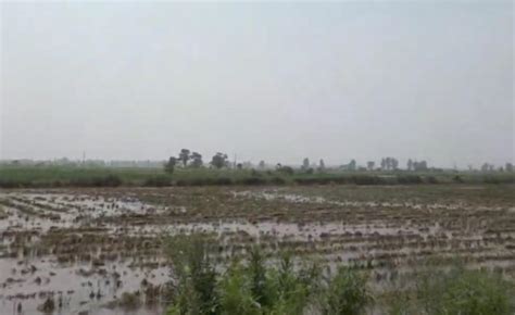去年这里3000多亩水稻被水淹颗粒无收，第一年包地的刘文豹在加快拢高河堤_凤凰网视频_凤凰网