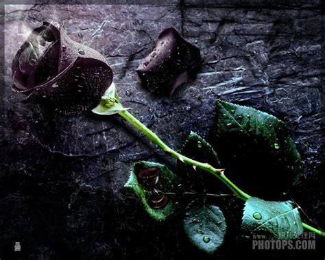 11种高贵诡美的暗黑系花卉，你见过几种？_黑色