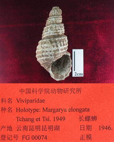 尹氏长螺蛳 Margarya elongata - 物种库 - 国家动物标本资源库