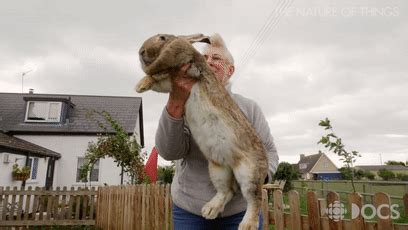 世界上最大的兔子（世界最大的兔子，长1.3米重45斤） | 说明书网