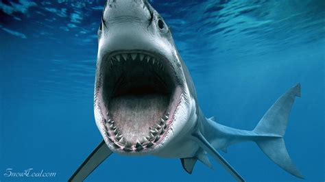 记录凶猛的鲨鱼精彩瞬间 一起保护这么漂亮的动物[6] - 雪炭网