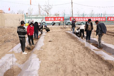 新疆巴州和硕县曲惠镇召开庭院新梅种植现场推进会