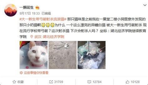 大一新生杀流浪猫 网友图片惨不忍睹 校方发布声明 -新闻中心-杭州网