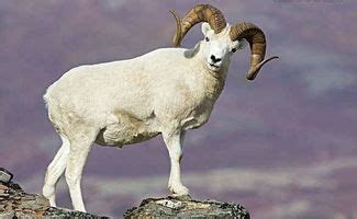 1991年属羊人最旺的一年 - 玉三网