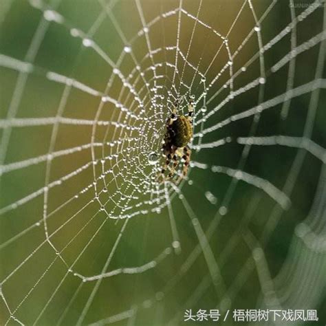蜘蛛 web 昆虫 自然 万圣节 蛛网 可怕 鬼 爬行图片免费下载 - 觅知网