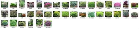绿化带植物名称,绿化带植物名字图片,常见绿化带灌木植物(第7页)_大山谷图库