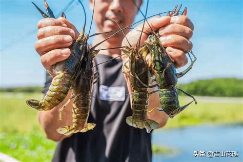 淡水虾品种大全及产地分布 - 运富春