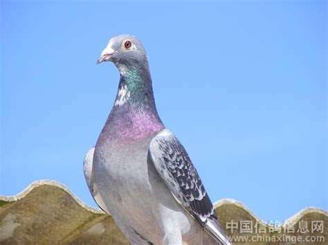 这样的鸽子能比赛吗--中国信鸽信息网相册