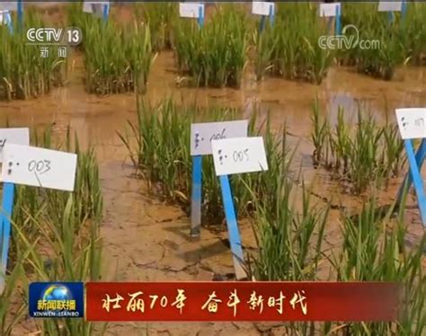 【壮丽70年 奋斗新时代】科技助力 海水稻测试面积近两万亩--海西新闻网
