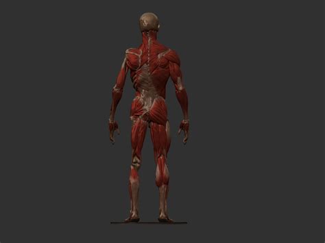 三维人体肌肉骨骼模型人体建模必备
