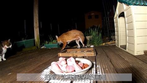 狐狸 摄影图__野生动物_生物世界_摄影图库_昵图网nipic.com