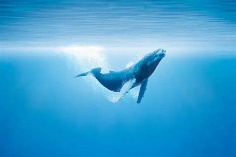 蓝鲸:世界上现存体型最大的动物(相当于非洲象的三十倍)-小狼观天下