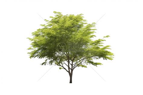 夏天茂盛的树木图片素材-正版创意图片600212270-摄图网