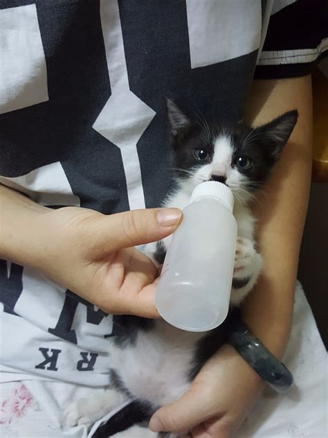 2个月奶牛小母猫免费领养-免费送养-宠物送养区-杭州19楼