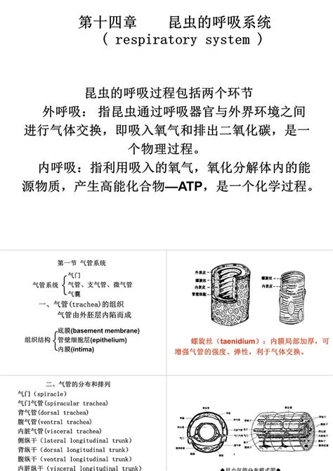 SSI多通道陆生动物呼吸代谢测量系统-北京易科泰生态技术有限公司