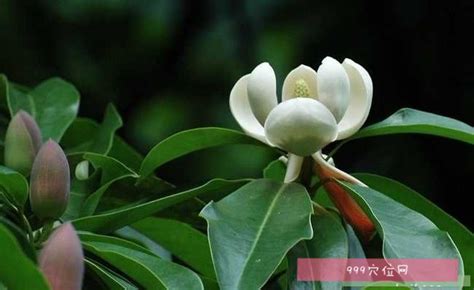 灰木莲图片 灰木莲是常绿乔木，树冠伞形美观，花大清香，似白玉兰花，花期长 - 常绿花木 - 飞鸿花卉网