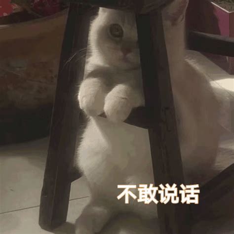 表情包出来说话图片